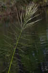 Annual wildrice <BR>Nakedstem dewflower <BR>Nakedstem dewflower <BR>Nakedstem dewflower <BR>Nakedstem dewflower